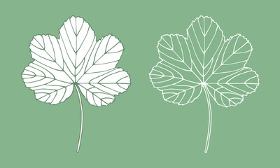 Hand-draw vector illustration for your design. White leaves on green background.          