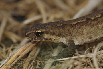 Closeup on an adult European Carpathian newt, Lissotriton montandoni sitting on the ground