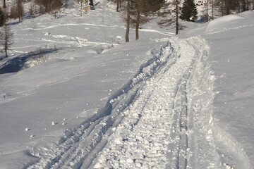 tracks in the fresh snow