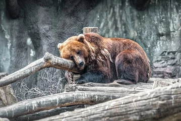 Foto op Plexiglas Brown bear sleeping on the wooden logs © Volodymyr Shevchuk