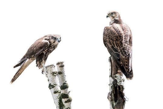 Portrait of two saker falcon on white background