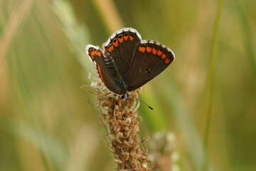 Closeup on a small, fresh emerged Brown Argus butterrfly, Aricia agestis sitting in a grassland