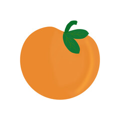 illustration of an orange fruit