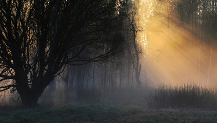 Forest at Foggy Morning - obrazy, fototapety, plakaty