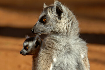 Lémurien catta, femelle et jeune, Lemur catta, Madagascar