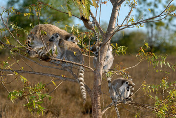 Lémurien catta, femelle et jeune, Lemur catta, Madagascar