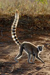 Lémurien catta, Lemur catta, Madagascar