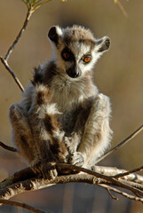 Naklejka na ściany i meble Lémurien catta, jeune, Lemur catta, Madagascar