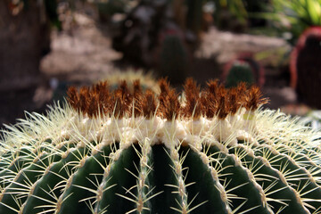 Naklejka premium Top view of golden barrel cactus, golden ball or mother-in-law's cushion, a species of barrel cactus.