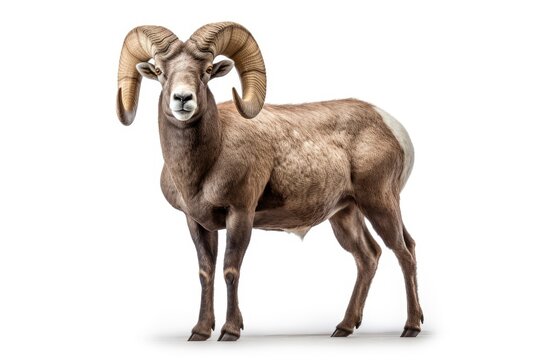 A majestic Bighorn Sheep posing against a clean, blank canvas created with Generative AI technology