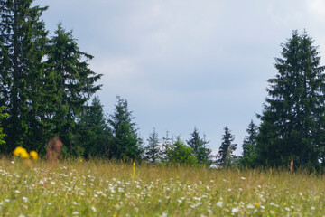 Uncultivated lawn at the mountain during cloudy day. Meadow with flowers in the forest. Beautiful landscape in nature