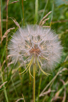 The seed puff ball of the Yellow Goat's Beard flower also called Tragopogon dubius in a meadow in rural Minnesota, United States.
