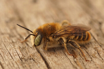 Closeup on a male Mediterranean woodboring bee, Lithurgus chrysurus sitting on wood