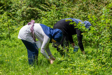 Muslim girls picking blueberries in a summer forest. Two female workers collecting organic wild bilberries in plastic bucket. Agricultural concept