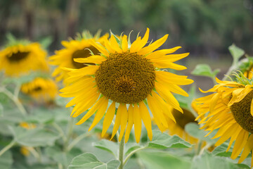 Fototapeta premium Close-up of a sunflower growing in a field of sunflowers during a nice sunny summer day with some clouds.