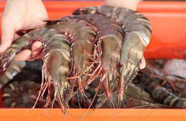Woman hand holding big tiger prawns for sale in fresh market. Giant tiger shrimp (Penaeus)