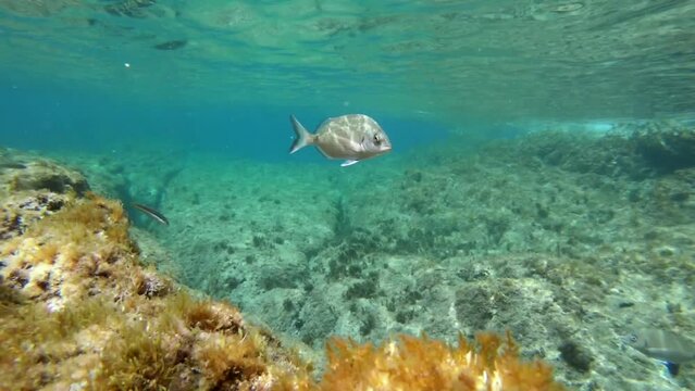 Underwater footage in Mediterranean sea with saddled seabream (oblade)