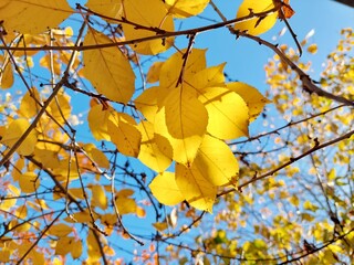 yellow leaves