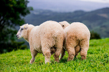 Backside of a flock of sheep grazing on green grass on a mountain in northern Thailand.