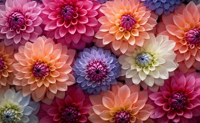 Poster Abstract floral flower dahlia texture background banner, Closeup of colorful blooming dahlias © Curioso.Photography