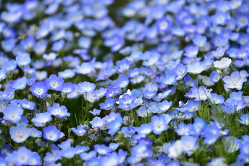 ネモフィラ，ひたち海浜公園。フラワーズ