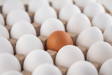 Egg box, stock photo, empty egg carton, close up of eggs. A brown egg among white egg