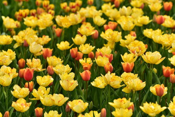 Obraz premium 花、Flowers