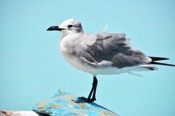 Posing Laughing Gull with Ruffled Feathers by the Ocean