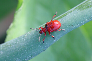 Onion beetle, latin name is Lilioceris merdigera. A beetle of family Chrysomelidae, commonly known as leaf beetles, a pest of onions, chives, leeks and other vegetables.