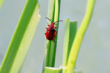Onion beetle, latin name is Lilioceris merdigera. A beetle of family Chrysomelidae, commonly known as leaf beetles, a pest of onions, chives, leeks and other vegetables.