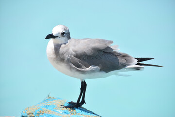 Looking into the Face of a Laughing Gull