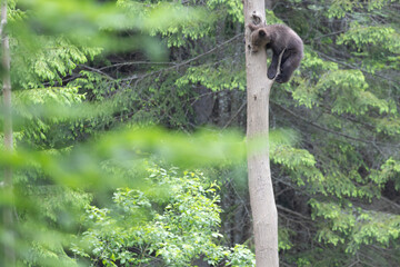 Brown bear cub baby alone climbing tree in summer forest.