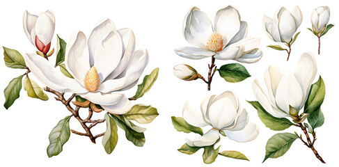 Magnolia illustration clipart. Generative AI.