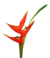 Red Heliconia bihai flower, Tropical flowers isolated on transparent background - obrazy, fototapety, plakaty
