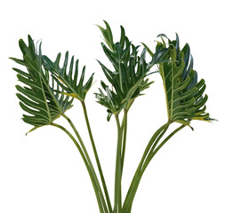 Monstera plant leaves the tropical foliage houseplant isolated on transparent background
