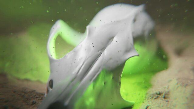Close up of an animal glowing skull in sand underwater in green