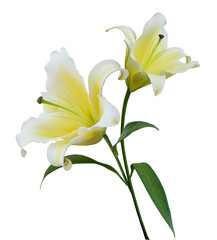 Yellow Lily flower bouquet isolated on transparent background - 666016037