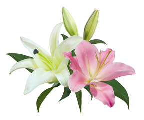 Fototapeta na wymiar White and pink Lily flower bouquet isolated on transparent background