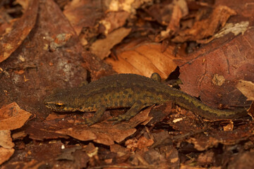 Closeup on an adult European Carpathian newt, Lissotriton montandoni sitting on forrest litter