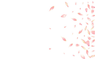 Fototapeta na wymiar Transparent Cherry Petal Vector White Background.