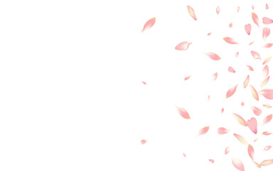 Transparent Cherry Petal Vector White Background.