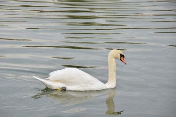 swan on the water