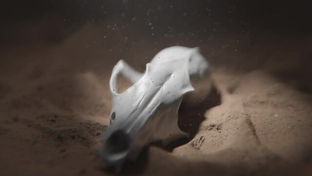 An animal skull in sand underwater with light coming from the surface