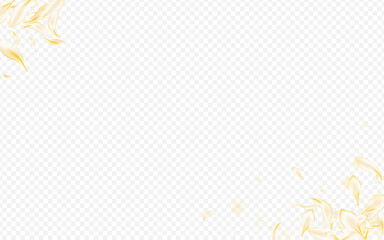 Light Petal Summer Vector Transparent Background.