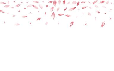 Fototapeta na wymiar Color Sakura Petal Vector White Background. Pink