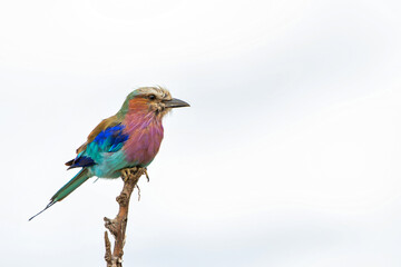 Lilac-breasted roller (Coracias caudatus)vsitting on a branch in Kruger National Park - South Africa