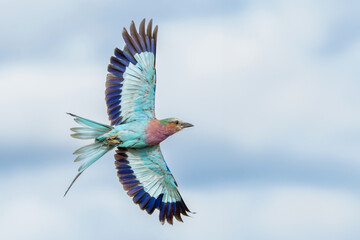 Lilac Breasted Roller (Coracias caudatus) flying away in Kruger National Park in South Africa