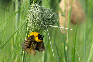 Lesser Masked Weaver (Ploceus intermedius) male building a nest and trying to impress a female in Kruger National Park in South Africa