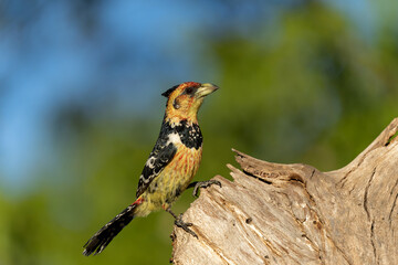Crested Barbet (Trachyphonus vaillantii). The barbet is searching for prey in Kruger National Park-...