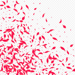 Delicate Petal Vector Transparent Background.